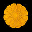 Saffron Dolce