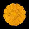Saffron Dolce