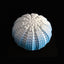 Mini Pompon blue